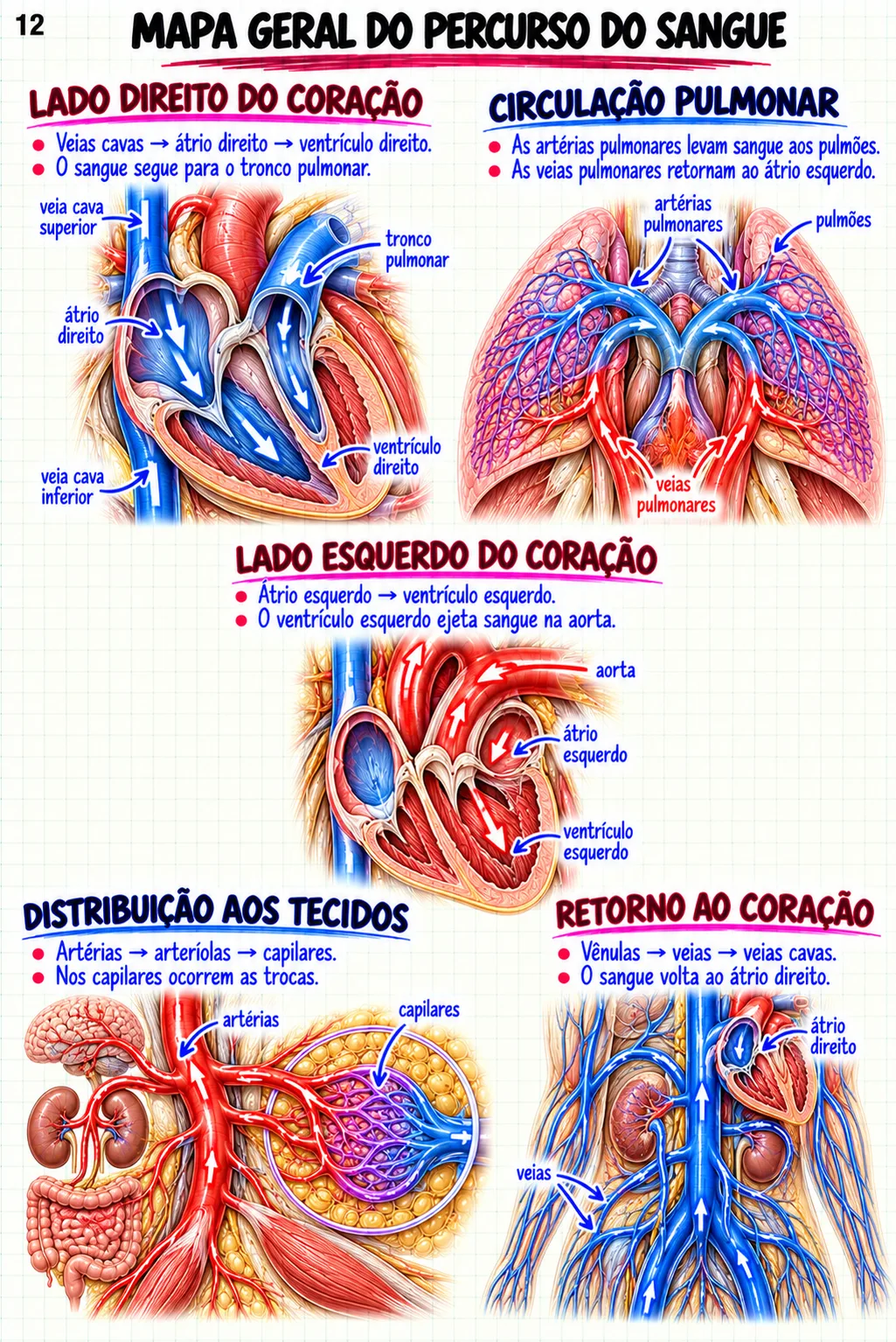 Mapa mental de Anatomia Cardiovascular