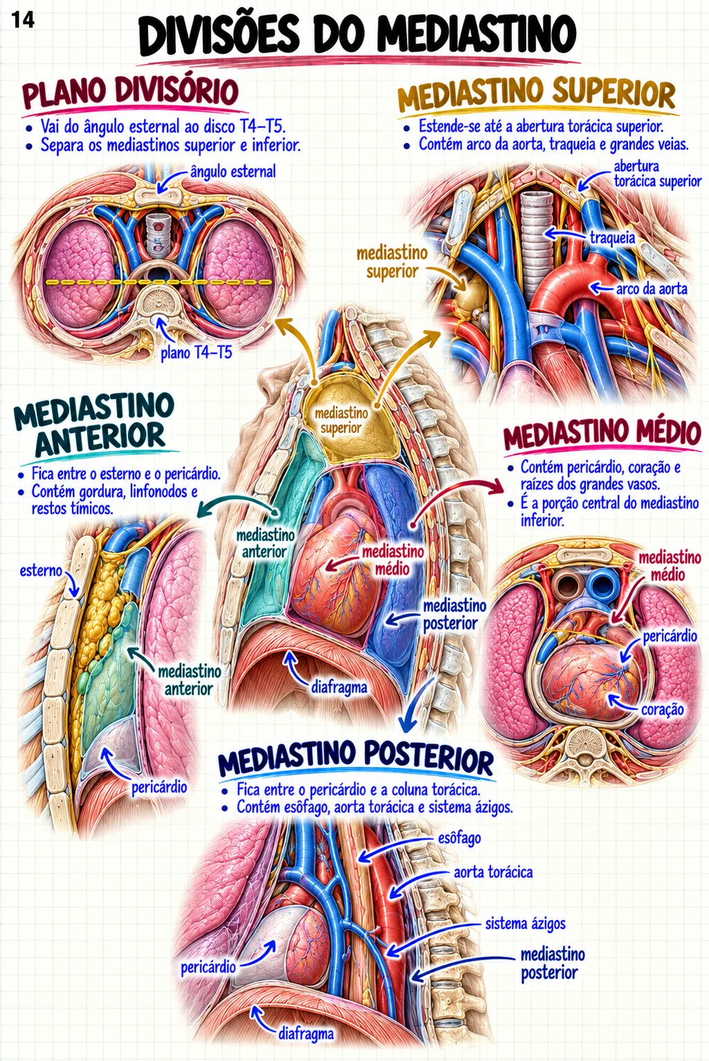 Mapa mental de Anatomia Cardiovascular