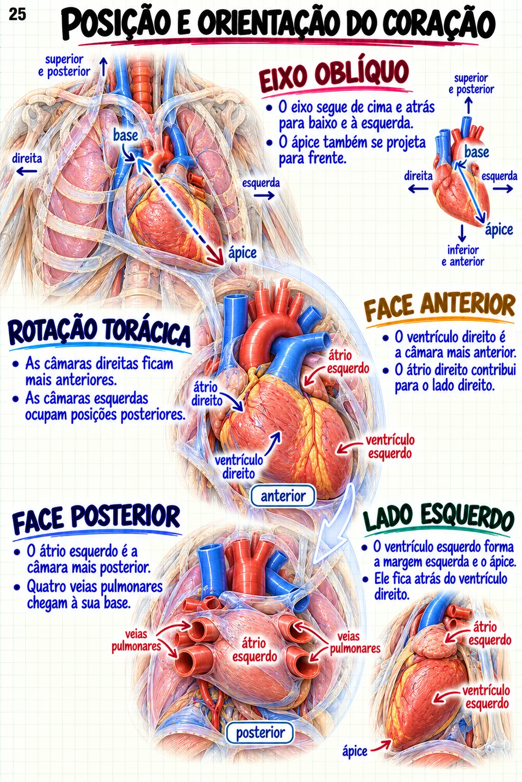 Mapa mental de Anatomia Cardiovascular