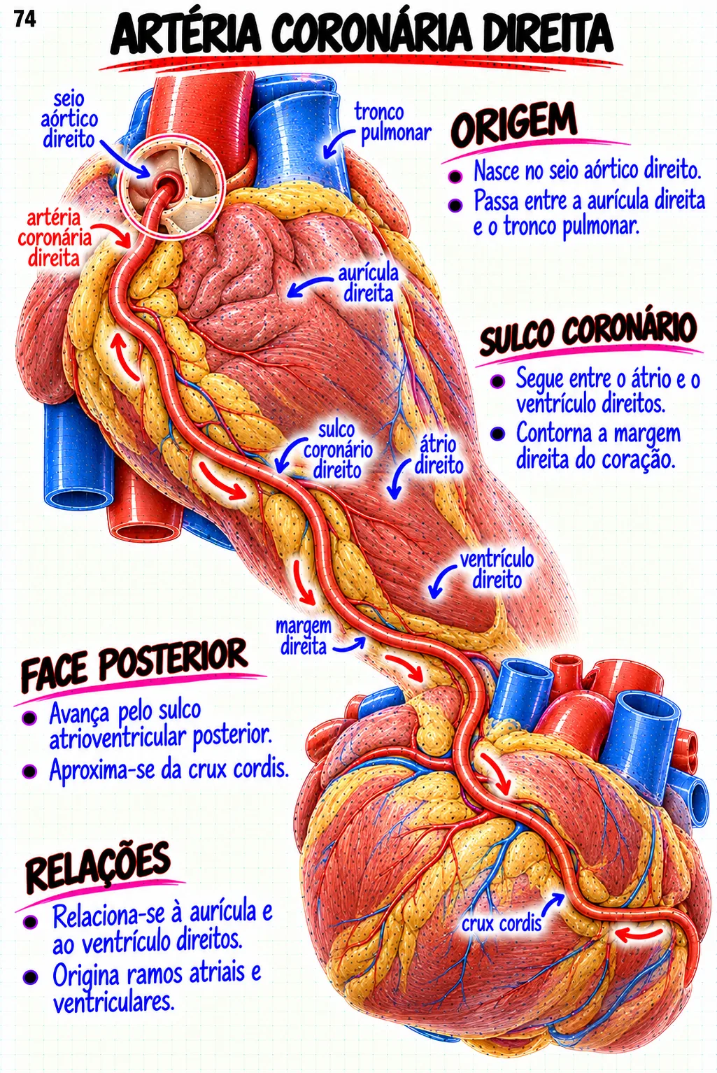 Mapa mental de Anatomia Cardiovascular