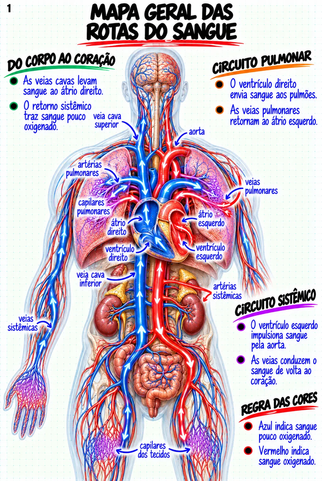 Prévia material Anatomia Cardiovascular