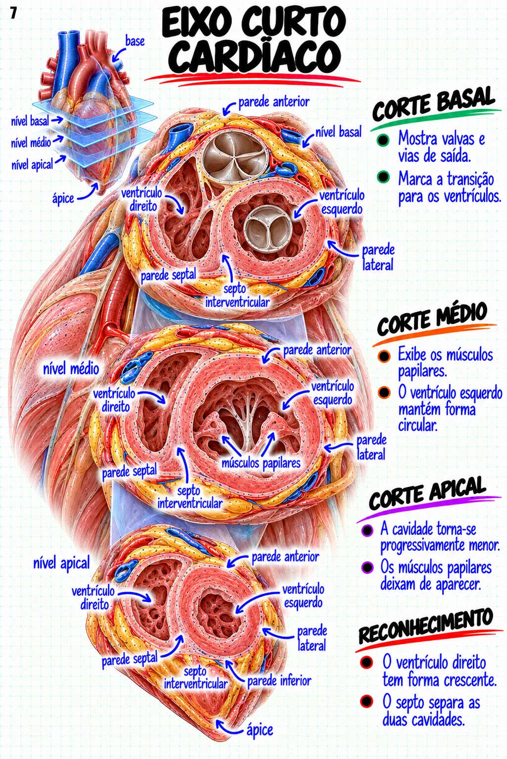 Prévia material Anatomia Cardiovascular