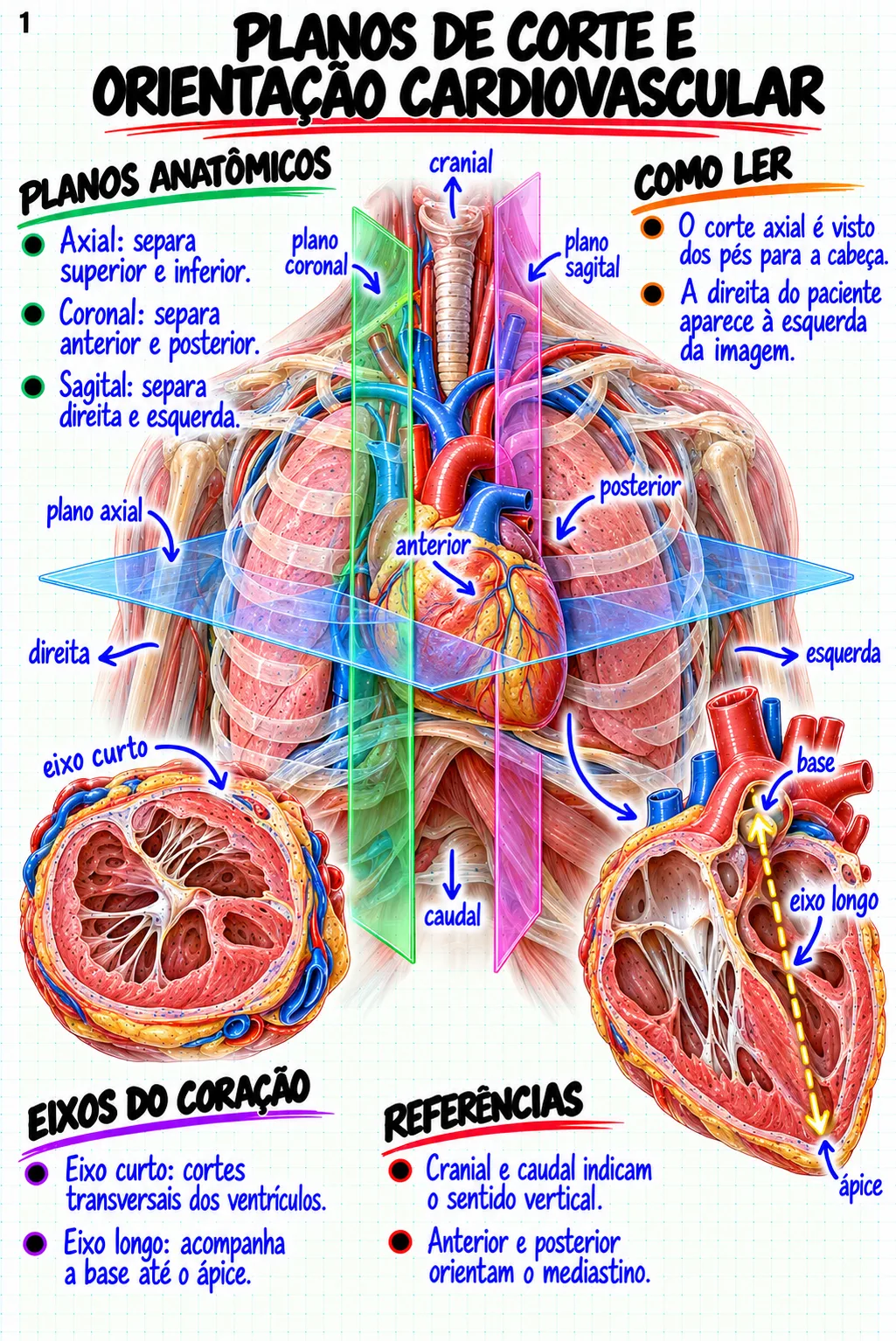 Prévia material Anatomia Cardiovascular